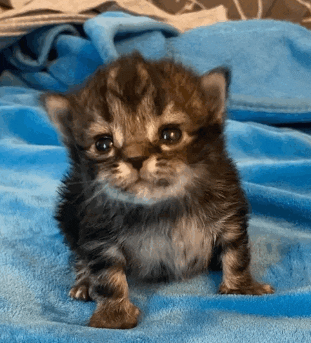 a small kitten laying on a blue blanket