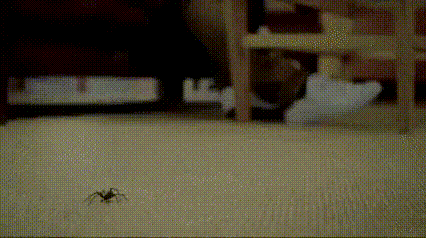 a spider is crawling on the floor in front of a bed
