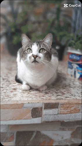 a cat sitting on a counter with a caption that says cap cut