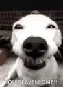 Dog Smile GIF - Dog Smile Funny Animals GIFs