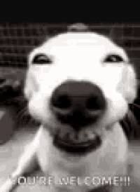 a white dog is smiling in a black and white photo and says `` you 're welcome '' .