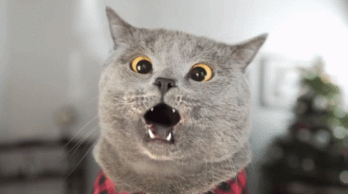 Home Alone Cat Scarried Cat GIF - Home Alone Cat Scarried Cat Surprised Cat GIFs