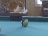 Cat Billiards GIF - Cat Billiards GIFs