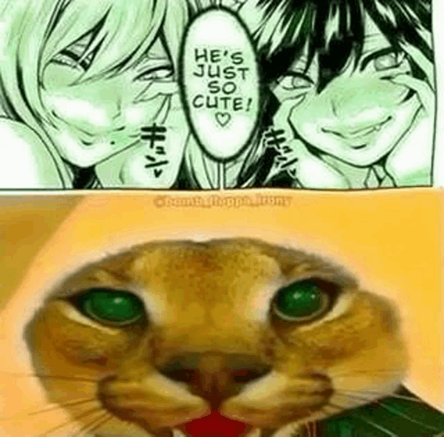 a close up of a cat 's face next to a picture of a couple of girls .