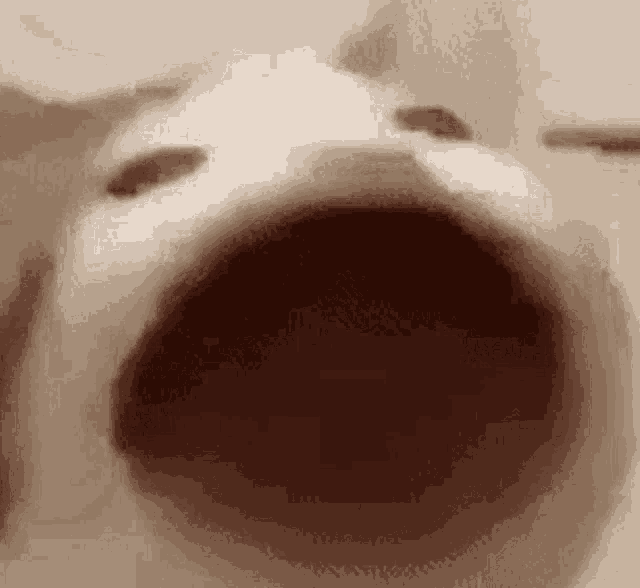 a close up of a cat with its mouth wide open .