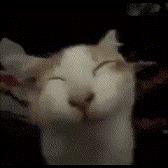 Cat Close GIF - Cat Close Face GIFs
