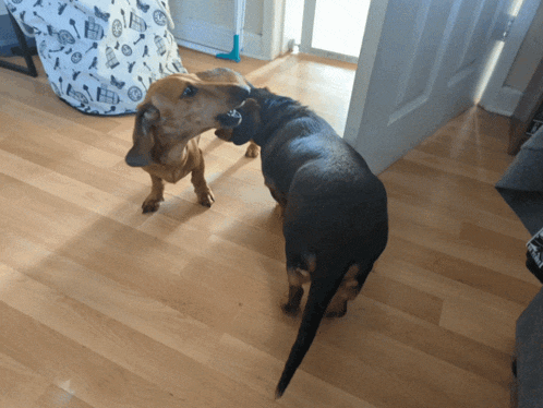 two dogs are standing on a wooden floor looking at each other and one has a collar on