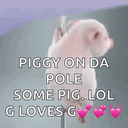 Porquinho Polidance GIF - Porquinho Polidance GIFs