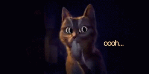 Ooooh Cat GIF - Ooooh Cat Really GIFs