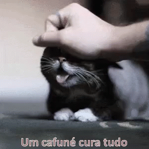 Cafuné GIF - Cat Carinho Gatinho GIFs