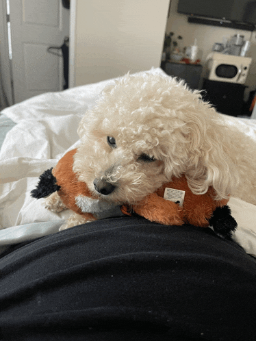 a small white dog laying on a bed holding a stuffed animal