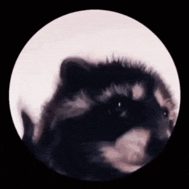 a close up of a raccoon in a circle looking at the camera .