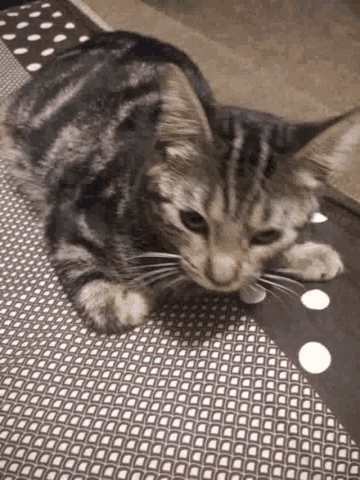 a close up of a cat sitting on top of a table looking at the camera .