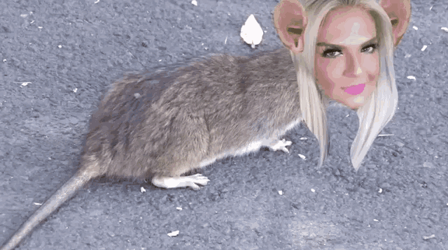 Rat Cancun GIF - Rat Cancun Irma GIFs