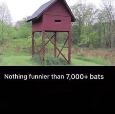Bats 7000 Bats GIF - Bats 7000 Bats Nothing Funnier Than 7000 Bats GIFs