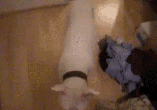 a dog is standing next to a pile of clothes on a wooden floor .