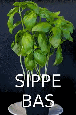 Sippe Bas Sippebas GIF - Sippe Bas Bas Sippebas GIFs