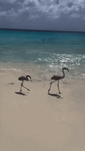 two flamingos are walking on a beach near the ocean