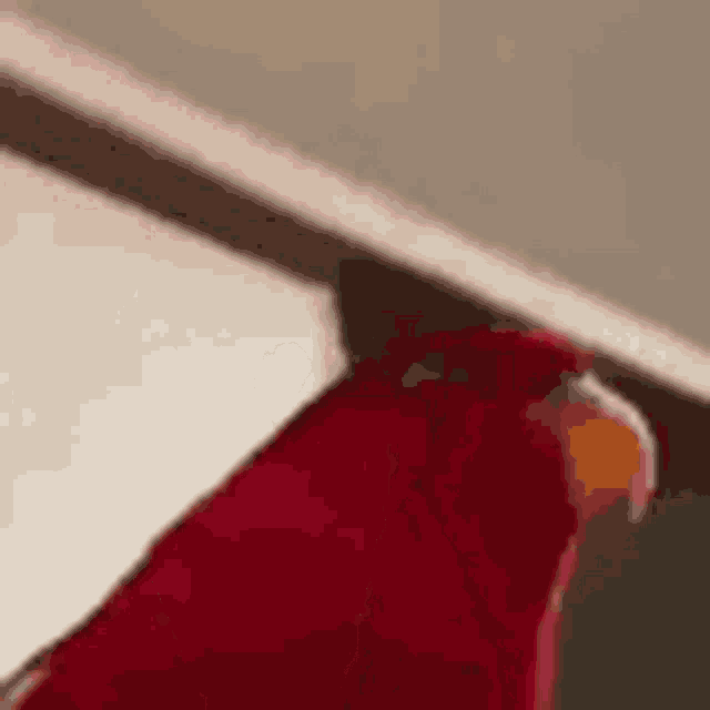 a close up of a red parrot sitting on top of a wooden table .