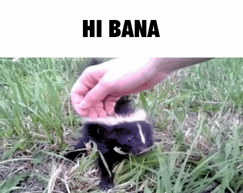 a skunk is being petting by a person with the words hi bana above it