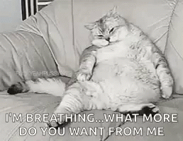 Im Breathing What More Do You Want From Me Fat Cat GIF - Im Breathing What More Do You Want From Me Fat Cat GIFs