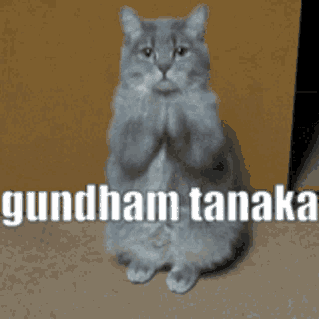 a cat standing on its hind legs with the words gundham tanaka written on the bottom