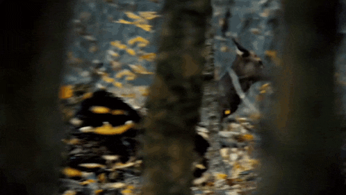 a blurred image of a deer standing in the woods