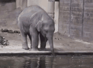 Funny Animals Elephant GIF - Funny Animals Elephant Drink GIFs