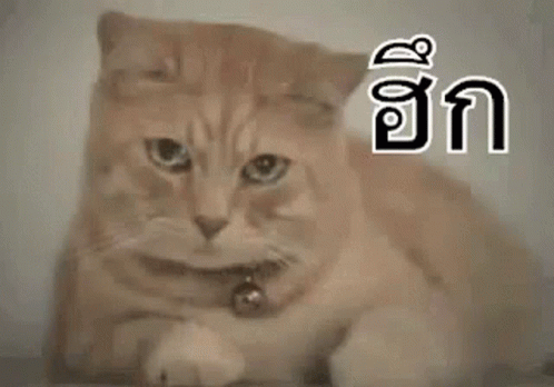 แมวง้อ ร้องไห้ ฮึก GIF - Cat Guilty Tears GIFs