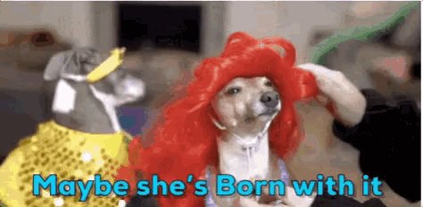 a dog wearing a red wig with the words maybe she 's born with it