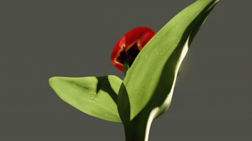 Tulip Flower GIF - Tulip Flower Bloom GIFs