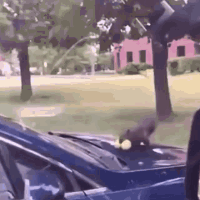 Squirrel Car GIF - Squirrel Car Fail GIFs