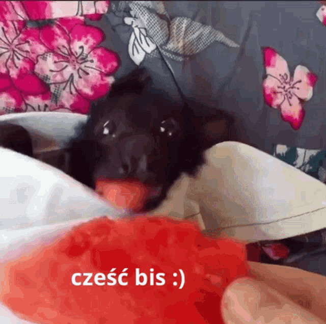 a black dog laying on a bed eating a piece of watermelon with the words cześć bis written below it