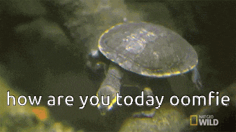 a picture of a turtle with the words how are you today oomfie