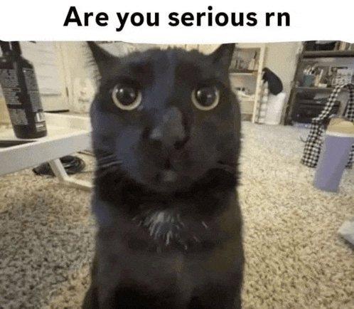 a black cat is looking at the camera with the caption " are you serious rn " above it