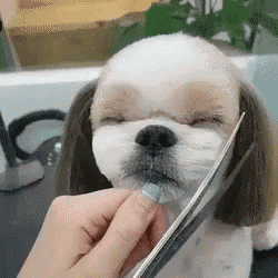 a dog is getting its hair cut with scissors .