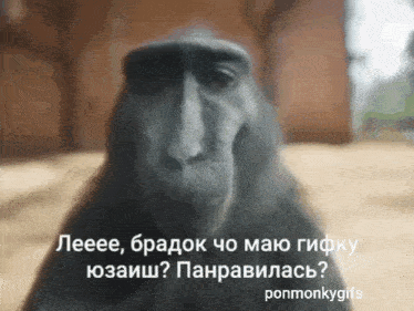 Pon Monkey GIF - Pon Monkey пон GIFs