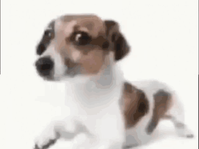 a brown and white dog is laying down on a white surface looking at the camera .