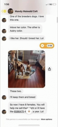 Mandydogs Mandybreeder GIF - Mandydogs Mandybreeder GIFs