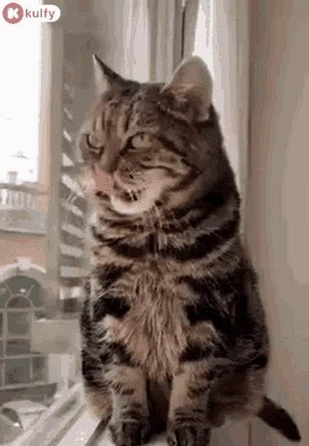 a cat is sitting on a window sill with its tongue out and licking its nose .
