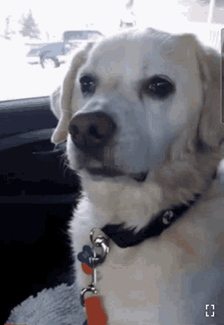 a dog is sitting in a car and looking at the camera .