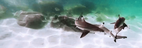 Shark Swimming GIF - Shark Swimming Blacktip Shark GIFs
