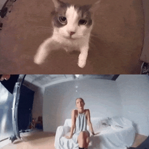 a woman is sitting on a couch and a cat is standing on the floor