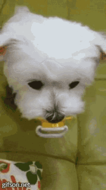 a small white dog with a pacifier in its mouth is on a green couch