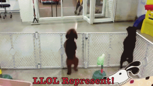 Lovely Ladies Of Los! GIF - Dance Funny Dog GIFs