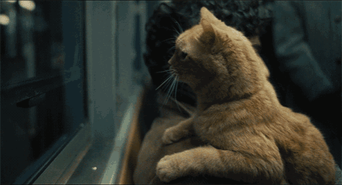 a cat sits on a person 's lap looking out the window