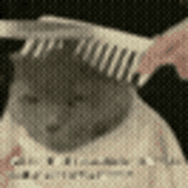 a cat is being combed by a person with a comb .