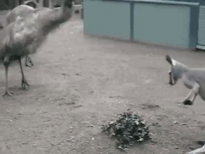Emu Kangaroo GIF - Emu Kangaroo Quarrel GIFs