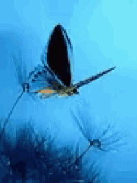 a blue butterfly is flying over a dandelion in a field .