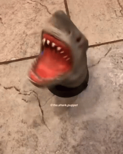 Shark Puppet Spinning GIF
